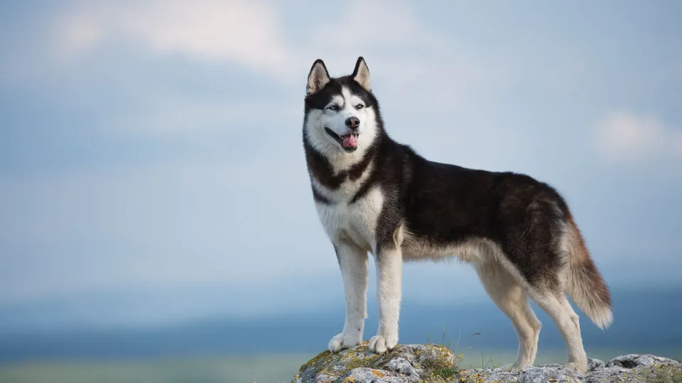 Siberian Husky